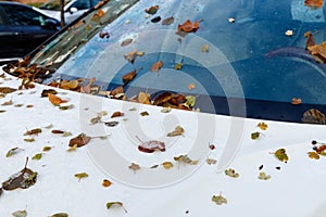 Melting first snow and fall autumn leaves on hood and window of car