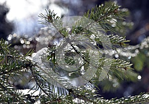 Melting fresh snow on spruce branches and drops of meltwater in backlit sunlight. Spring in the foothills of the Western Urals.