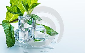 Melting Ice cubes with fresh mint leaves and water drops on a table. Clear ice in cube shape.