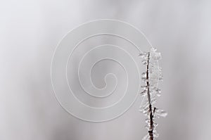 Melting ice on lifeless vegetation at winter time.