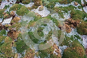 melting ice on mossy ground