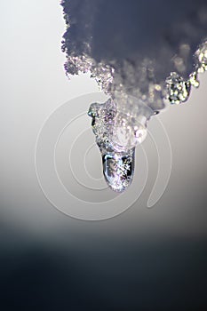 Melting icicle with dripping water drop with crystal clear water drop from melting ice