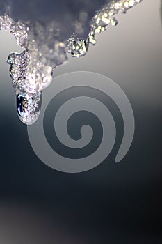 Melting icicle with dripping water drop with crystal clear water drop from melting ice