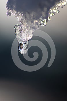 Melting icicle with dripping water drop with crystal clear water drop from melting ice