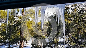 Melting icicles, dripping water with snowy ground and pine trees