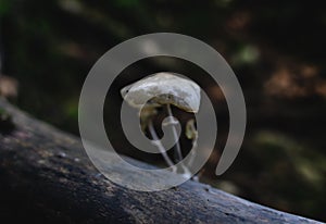Melting porcelain mushrooms - Oudemansiella mucida - on a tree trunk in dark forest, Austria