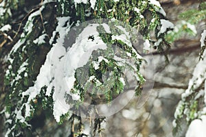 Melting snow on branch of pine tree