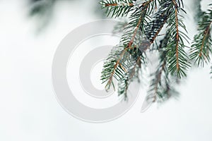 Melting snow on branch of pine tree