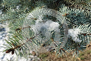 Melting snow on branches of blue spruce