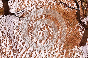 Melting Snow Fields with Trees under Sunlight