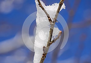 Melting snow on forest tree branches on bright blue clear sky background in sunny winter day