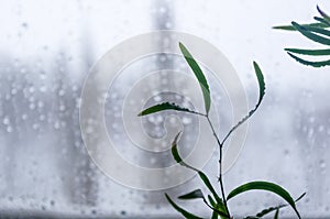 Melting snow on the glass, drops of water condensation on the window, and transparent glass of the window in cold winter, winter