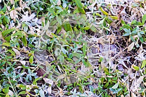 Melting snow on green grass close up