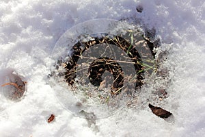 Melting snow on green grass during spring thaw. Patch of grass in thawing snow.