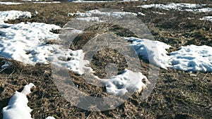 Melting snow on last year's grass in early spring on nature, closeup view.