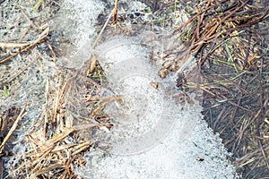 Melting snow in the meadow grass