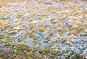 Melting snow on the orange and green grass in a warm light of sunset