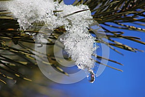 The melting snow on the pine branches