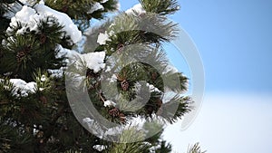 Melting snow on a pine tree branch