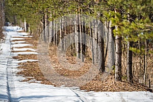 Melting snow road near the spring forest edge