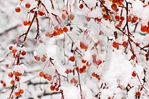 Melting snow on rowanberry branches