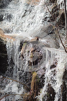 Melting snow runoff with icicles on Mount Lemmon