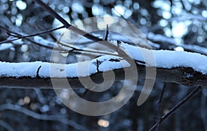 Melting snow on a tree branch. Detail of a snowy tree branch.