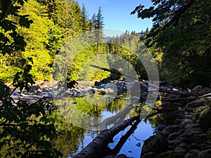 Pacific Northwest Forest River Pool for Fish