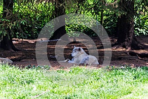 Melville Island wolf (Canis lupus arctos) resting under the trees looking aside