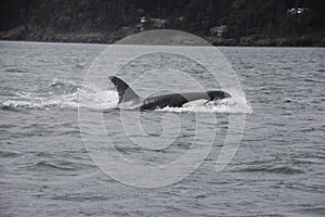 Member of Biggs Killer Whale pod of Orcas in San Juan Islands,
