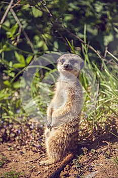 Member of a family of meerkats suricata seeds as well as insects on guard on the lawn with green grass.