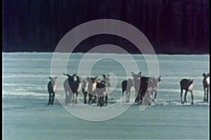 Member of herd of caribous falling into ice on lake