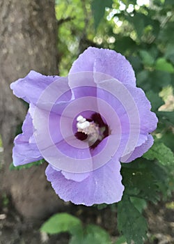 Purple Rose Of Sharon