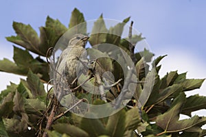 A member of Passeridae family, perched on a branch