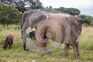 Members of big five African animals, elephant and buffalo walking together in savannah in African open vehicle safari in Zimbabwe