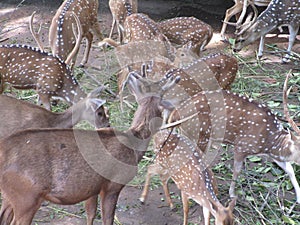 Members of the deer family, typically have compact torsos photo