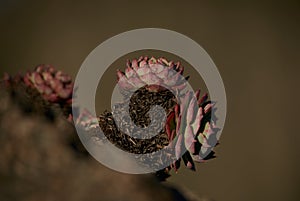 Family of the small succulent plant photo