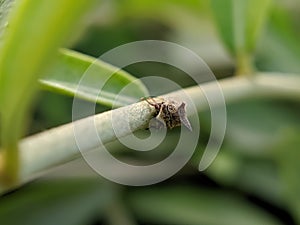 Membracidae insect on leaf Treehoppers Insect