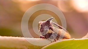 Membracidae insect on leaf Treehoppers Insect