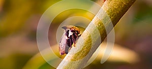 Membracidae insect on leaf Treehoppers Insect