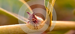 Membracidae insect on leaf Treehoppers Insect