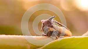 Membracidae insect on leaf Treehoppers Insect