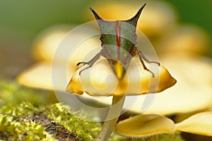 Membracidae sobre seta