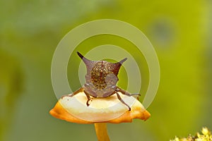 Membracidae sobre seta