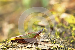 Membracidae sobre tronco