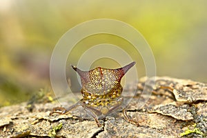 Membracidae perched on a log