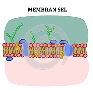 Cell Membran
