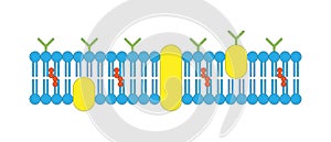 Cell membrane, plasma membrane