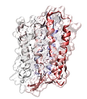 Membrane protein on white