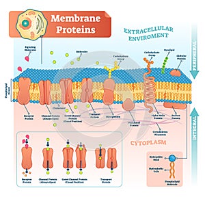 Membrane proteins labeled vector illustration. Detailed structure scheme. photo